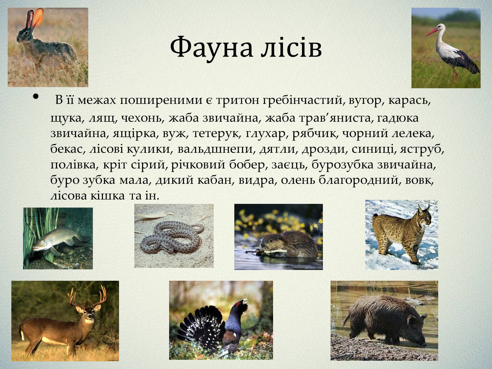 Презентація на тему «Тварини України» - Слайд #8