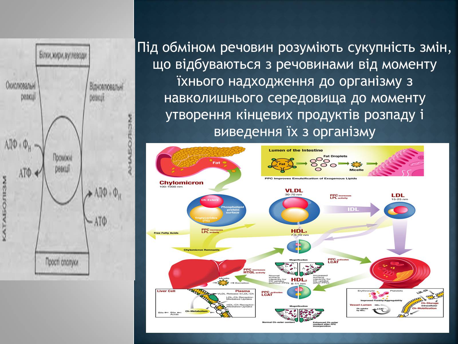 Презентація на тему «обмін речовин та енергії в організмі людини» - Слайд #2