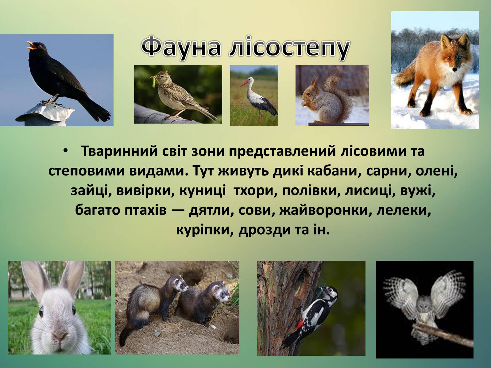 Презентація на тему «Тварини України» - Слайд #9
