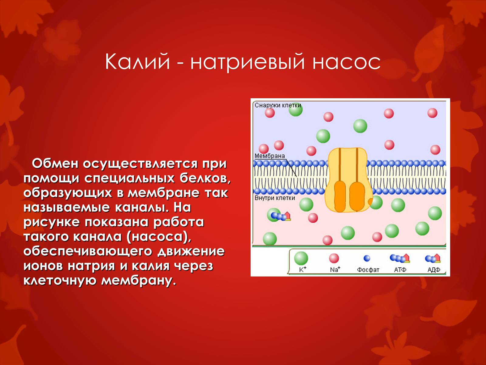 Презентація на тему «Строение клетки и её функции» - Слайд #10
