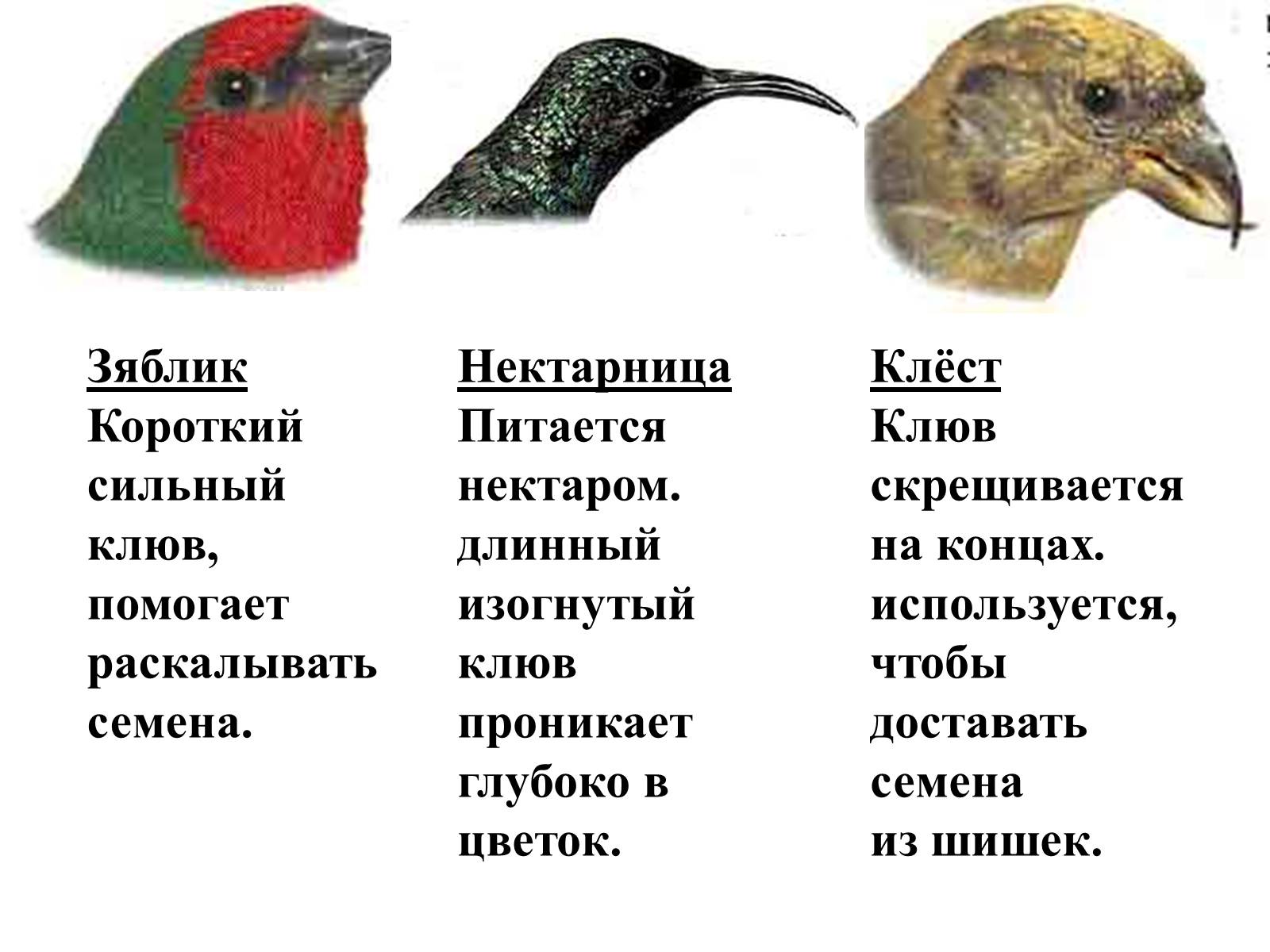 Презентація на тему «Птицы» (варіант 2) - Слайд #16