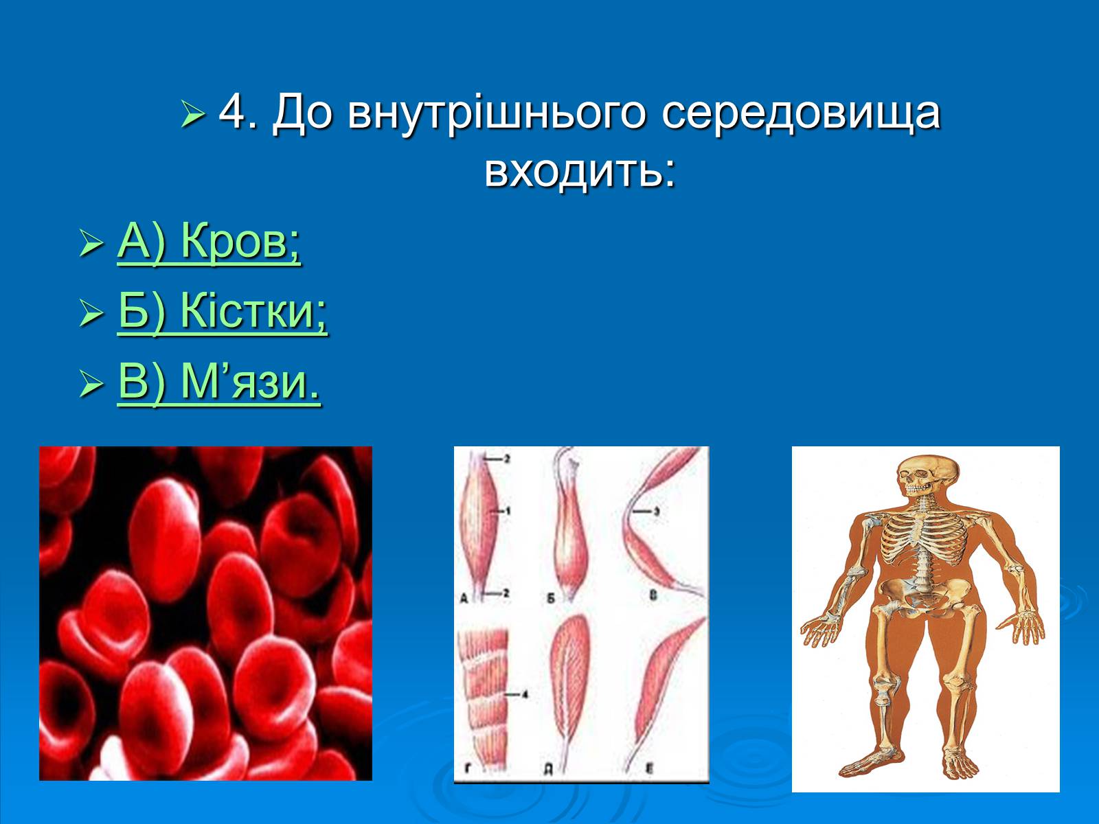 Презентація на тему «Біологія» (варіант 3) - Слайд #5