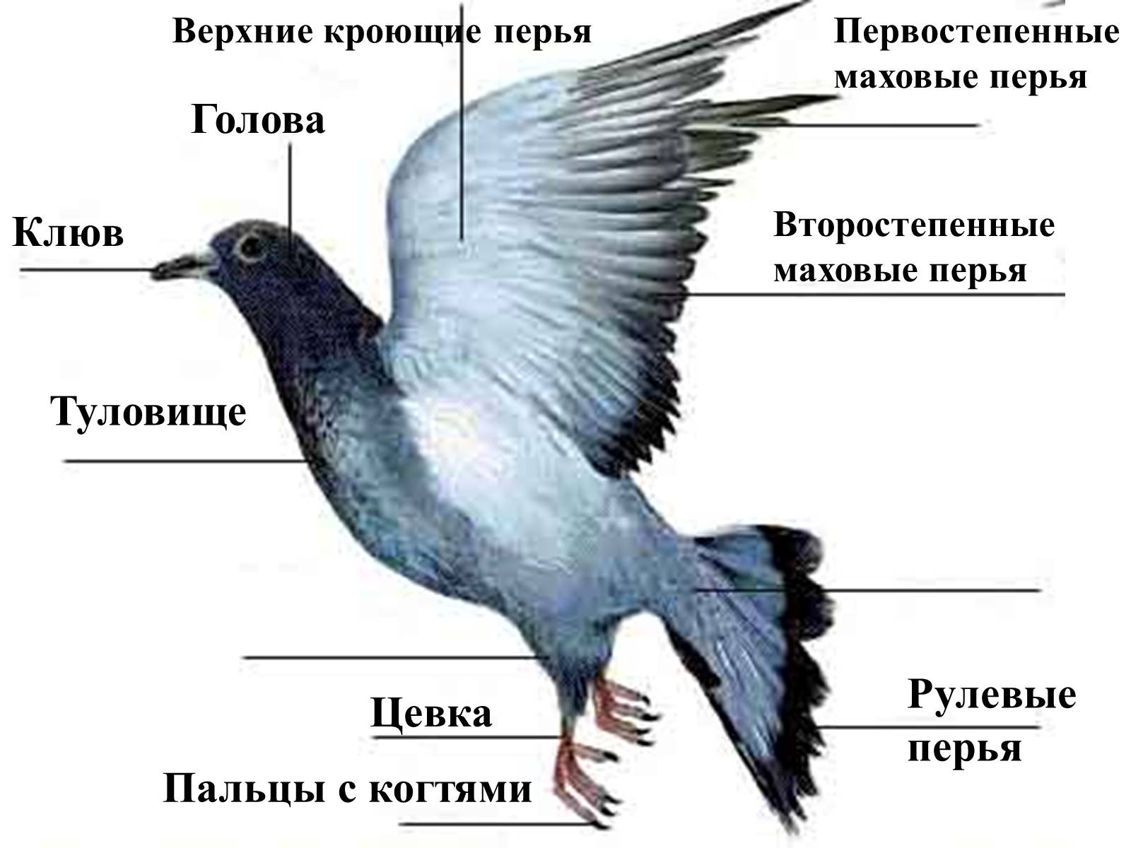 Презентація на тему «Птицы» (варіант 2) - Слайд #28