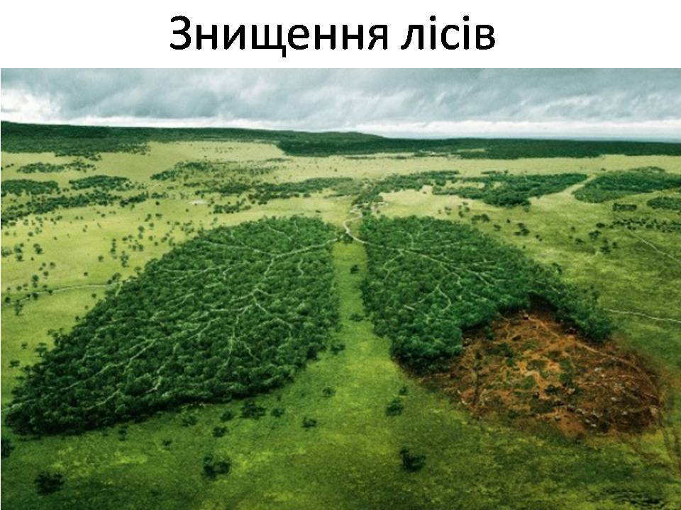 Презентація на тему «Знищення лісів» (варіант 2) - Слайд #1
