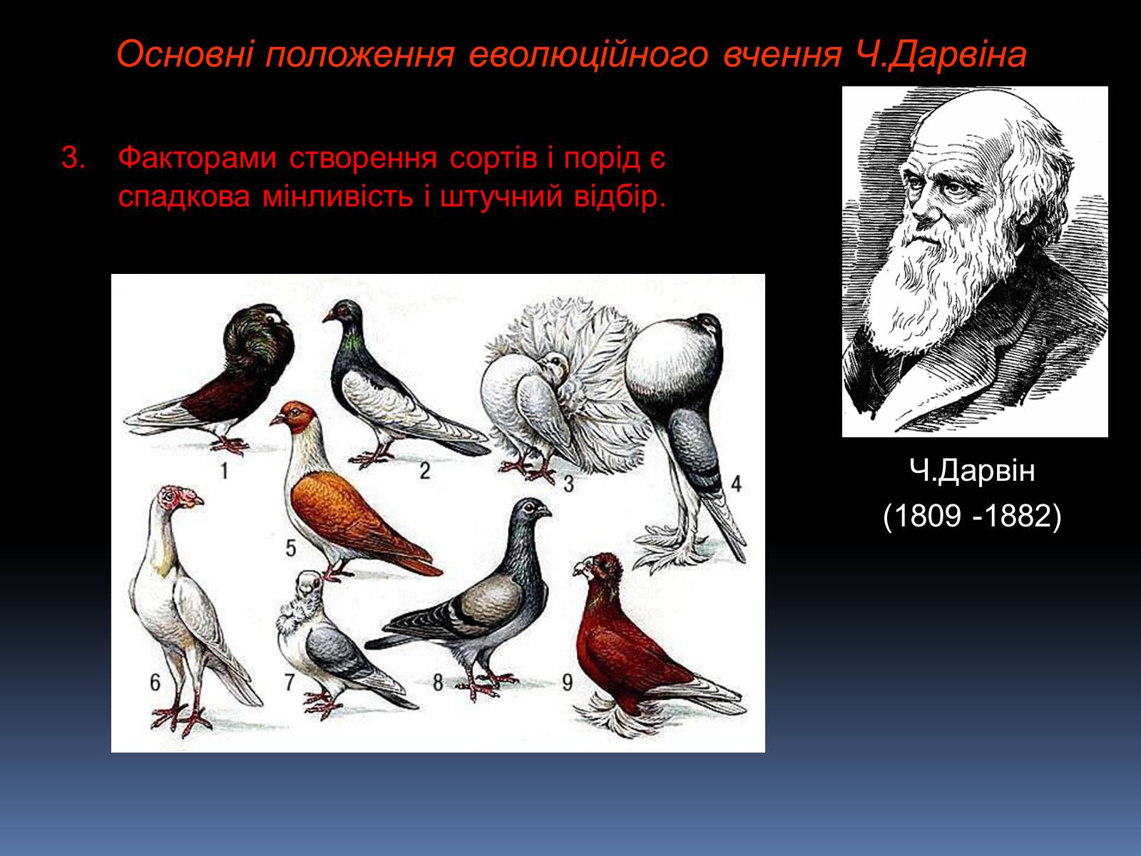 Презентація на тему «Синтетична теорія еволюції» (варіант 1) - Слайд #3