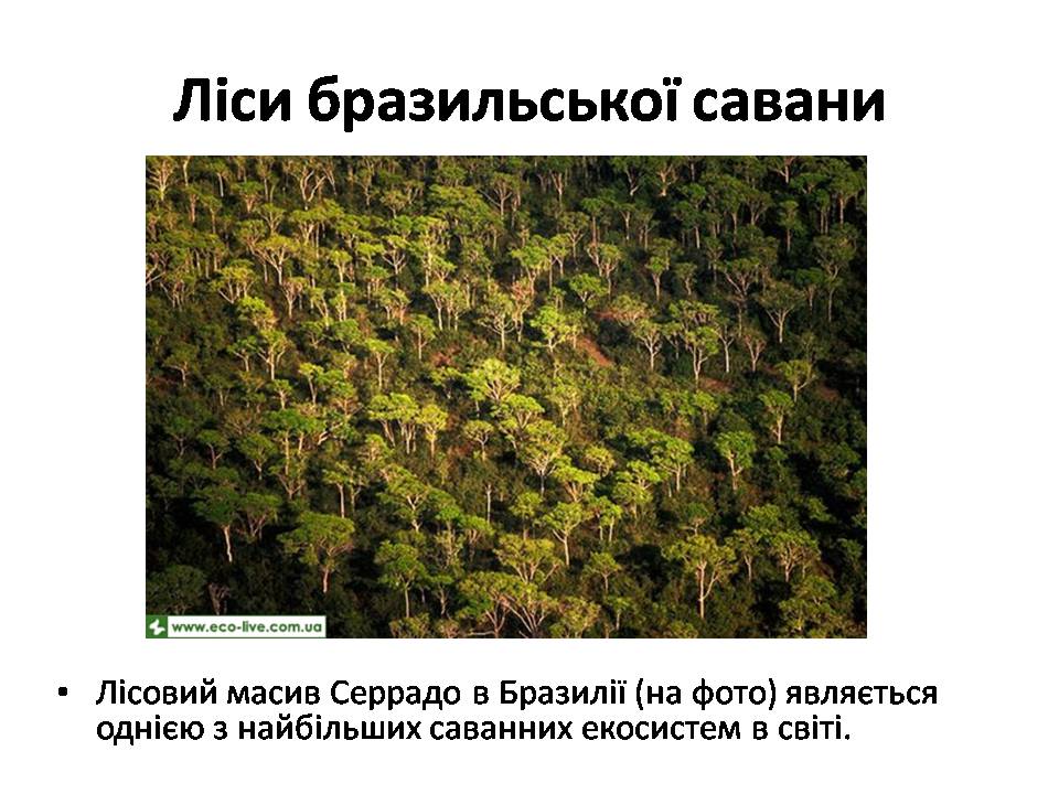 Презентація на тему «Знищення лісів» (варіант 2) - Слайд #26