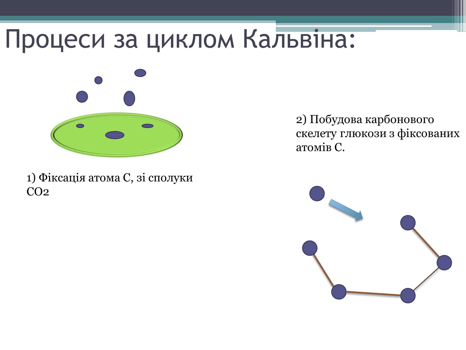 Презентація на тему «Фотосинтез» (варіант 2) - Слайд #11
