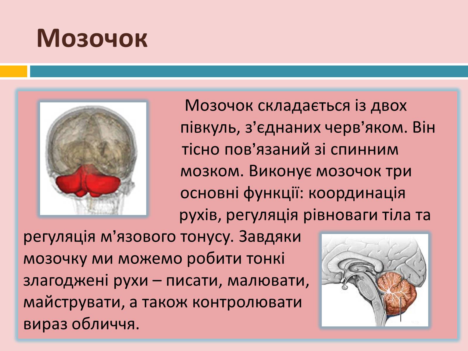 Презентація на тему «Головний мозок» (варіант 2) - Слайд #16
