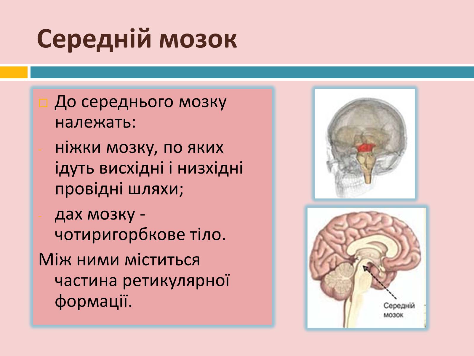 Презентація на тему «Головний мозок» (варіант 2) - Слайд #17