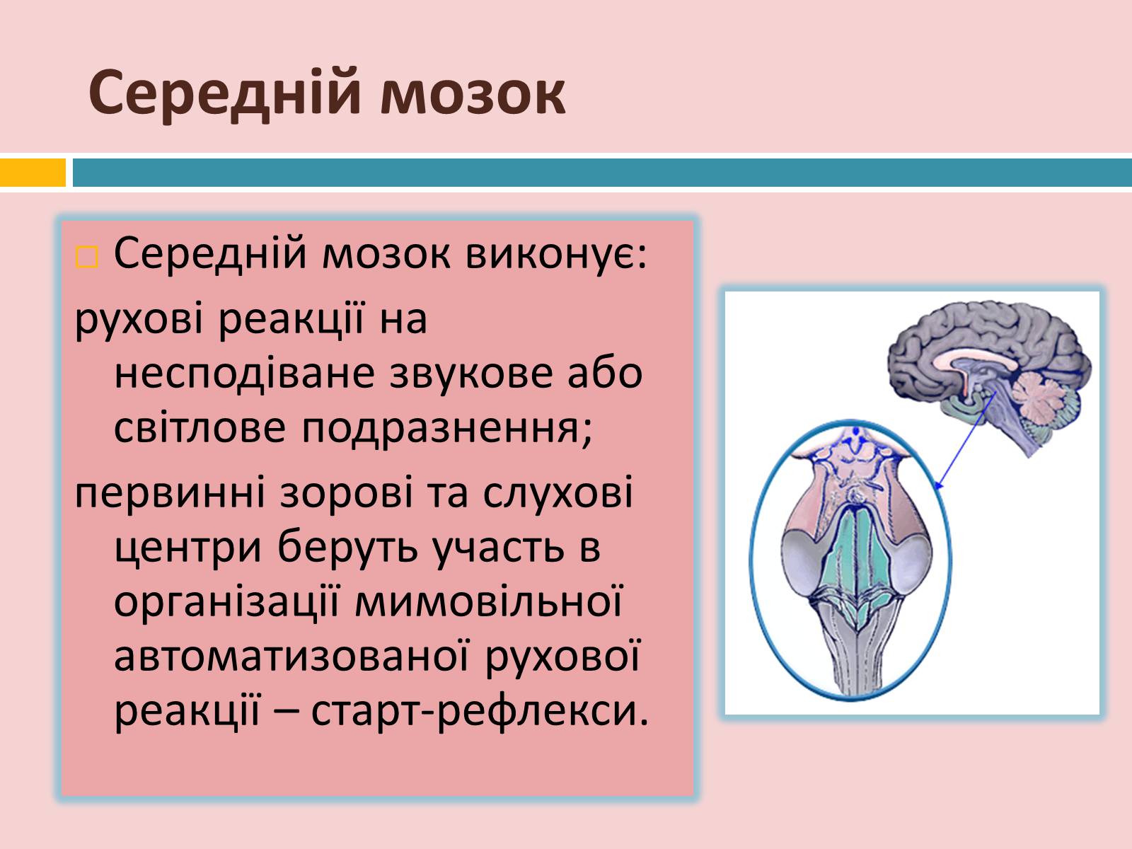 Презентація на тему «Головний мозок» (варіант 2) - Слайд #18