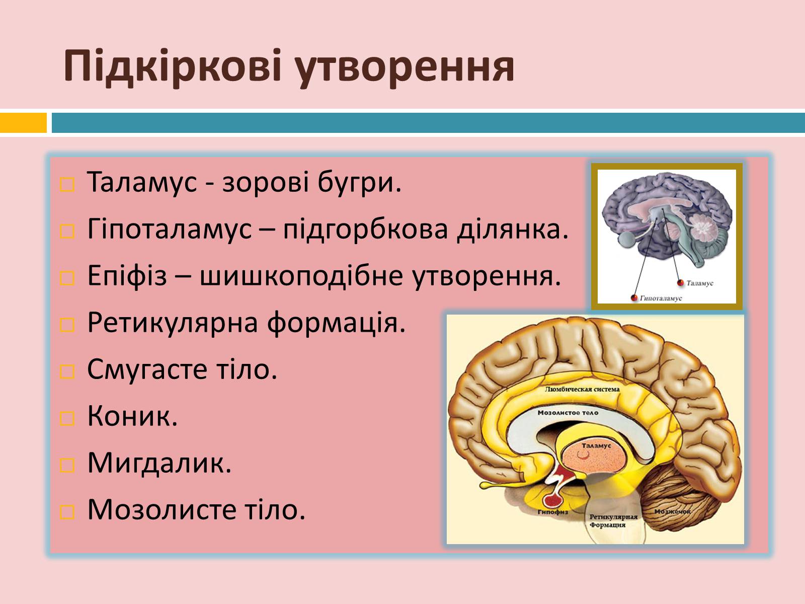Презентація на тему «Головний мозок» (варіант 2) - Слайд #22