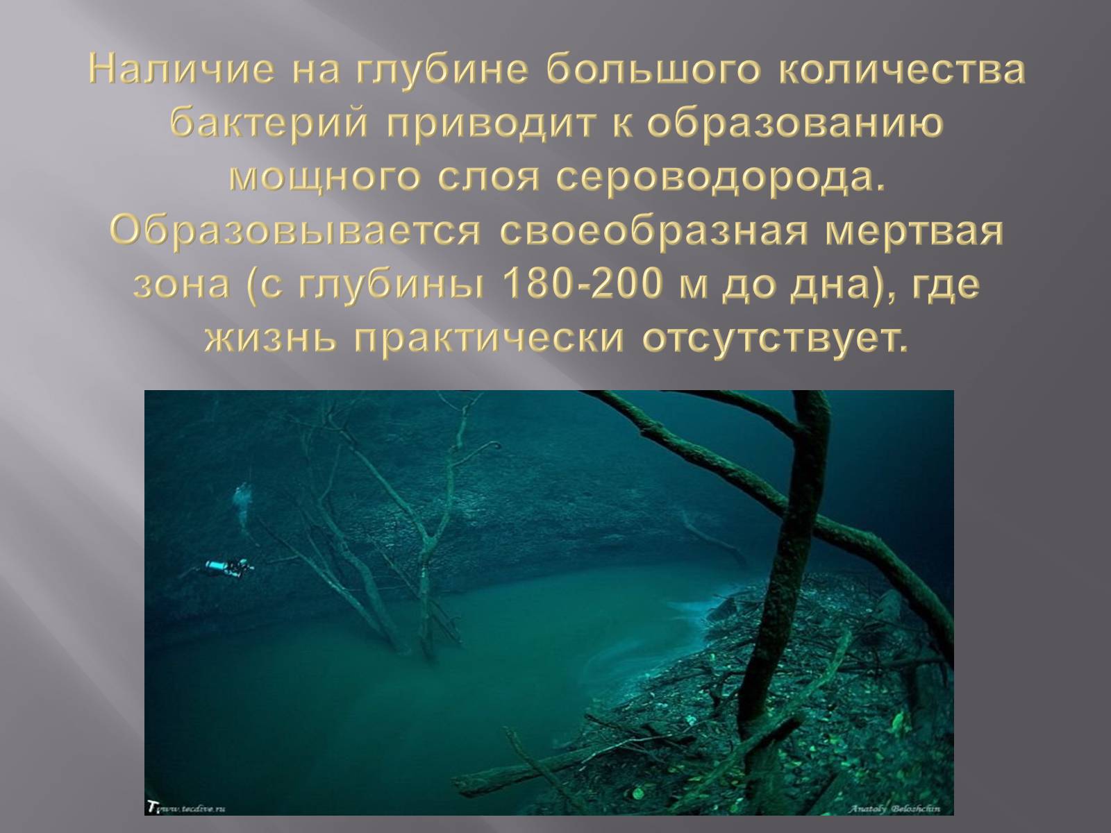 Презентація на тему «Сохранение Азовского и Чёрного морей» - Слайд #4