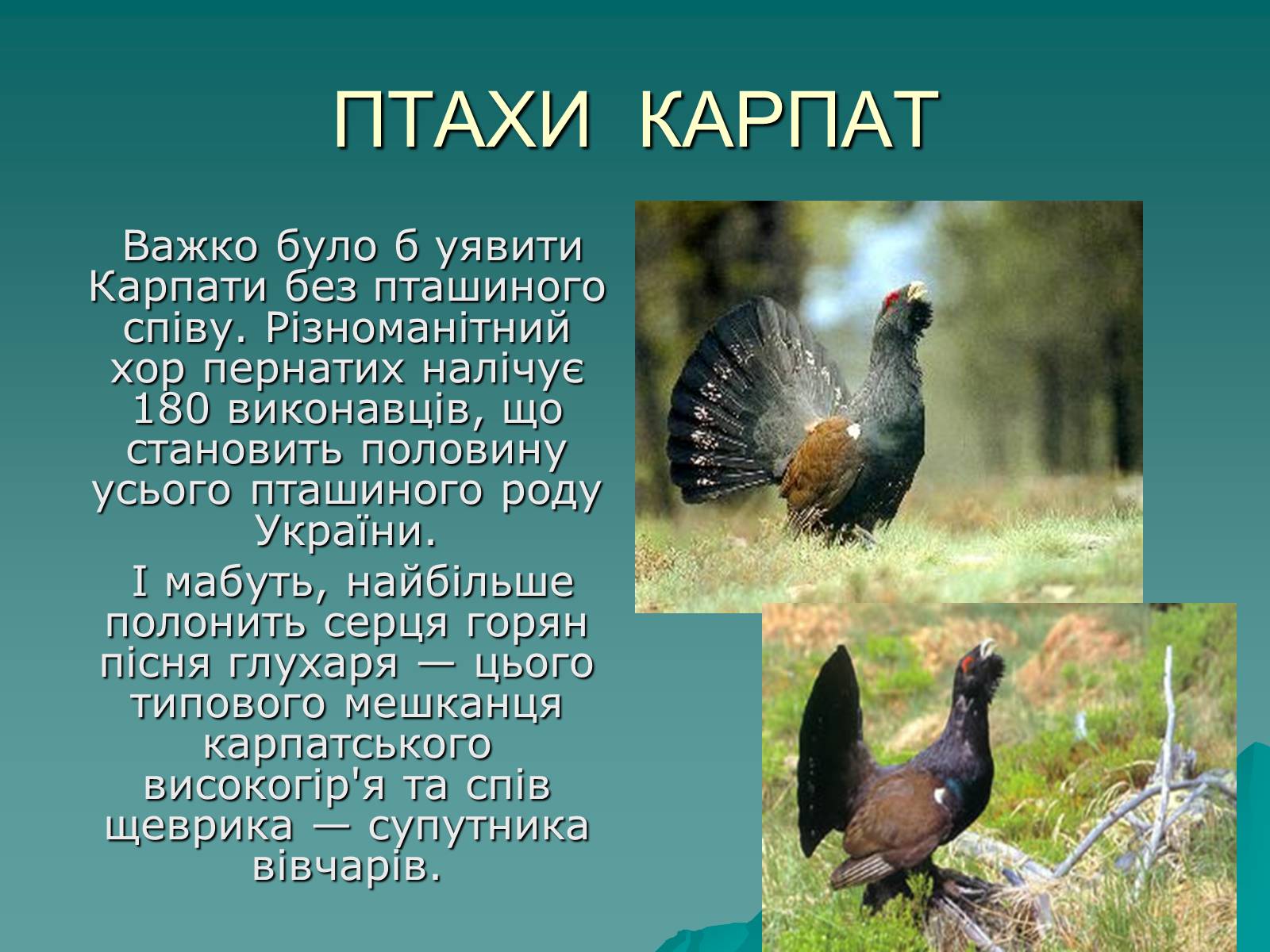 Презентація на тему «Українські Карпати» (варіант 5) - Слайд #29