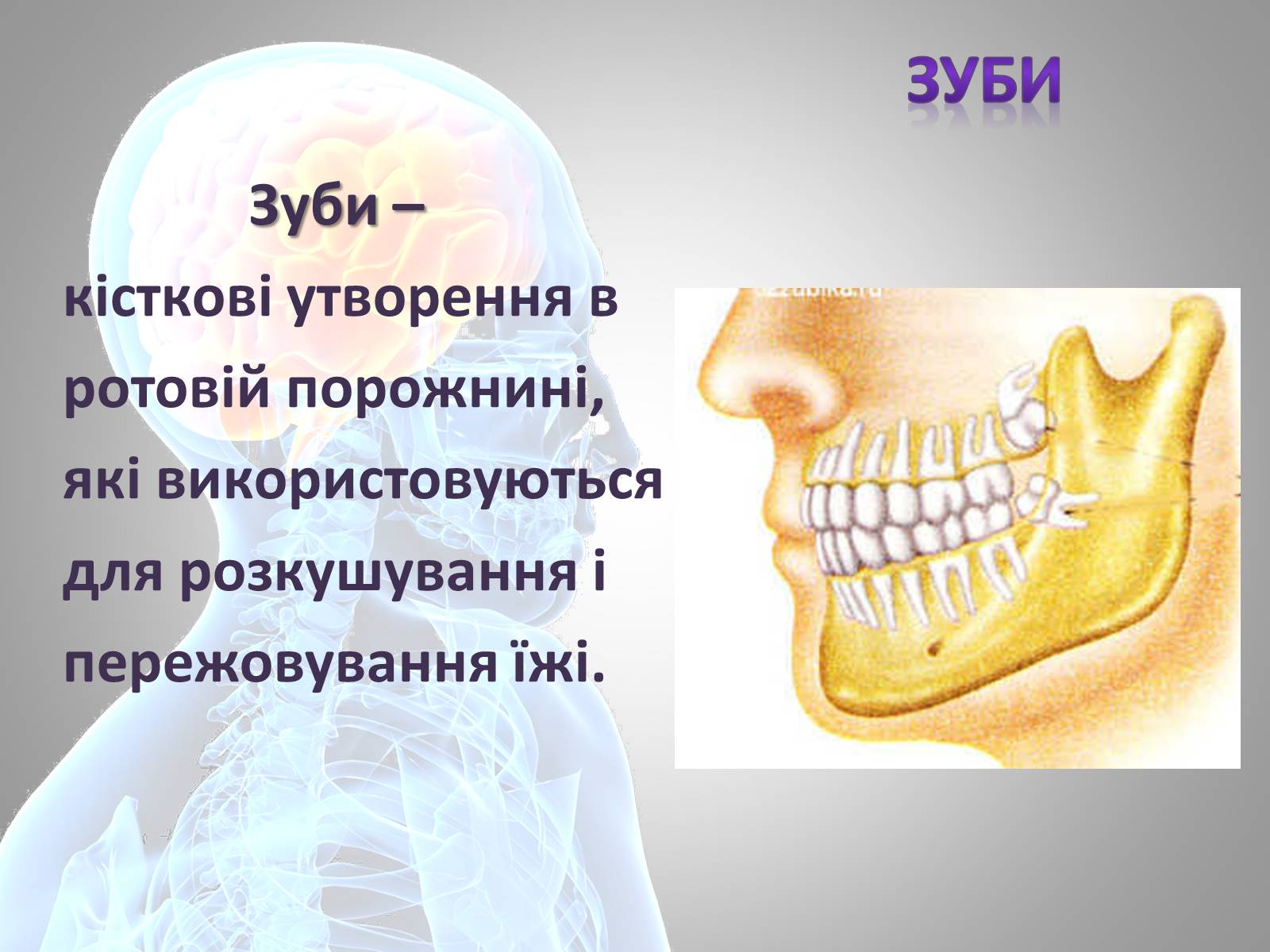 Презентація на тему «Зуби» (варіант 1) - Слайд #2