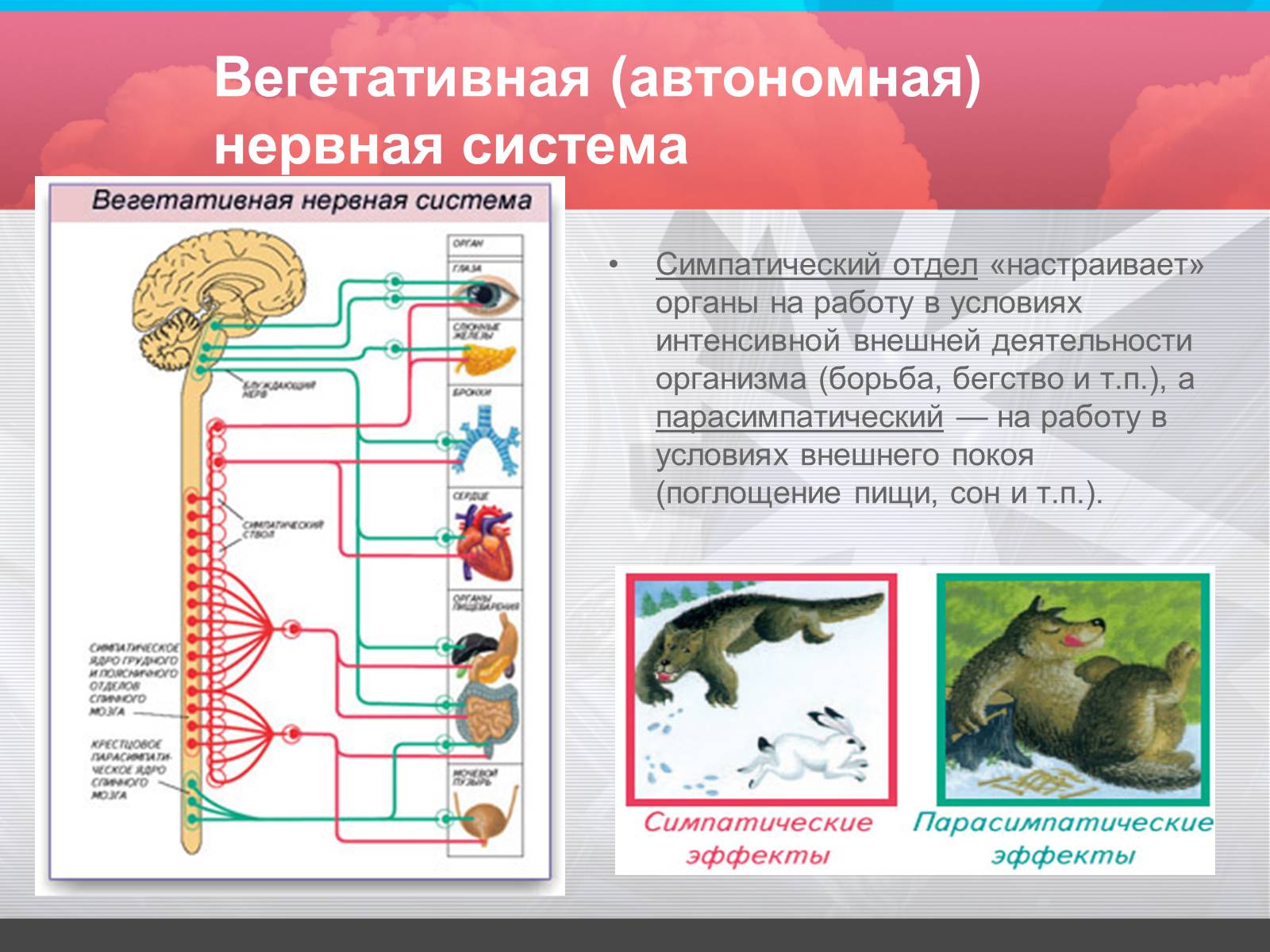 Презентація на тему «Строение и значение нервной системы» - Слайд #10