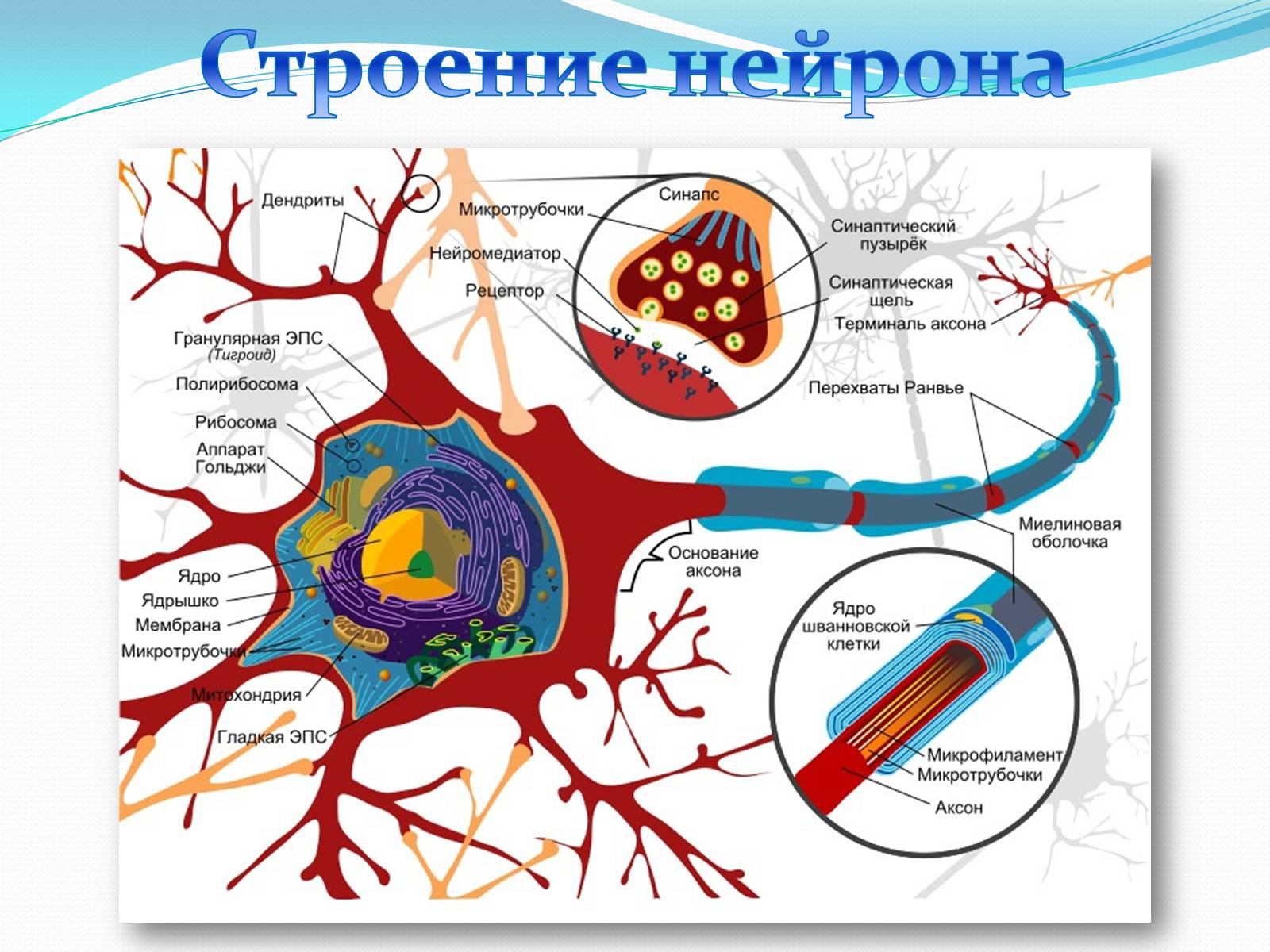 Презентація на тему «Нервная регуляция. Строение и значение нервной системы» - Слайд #5