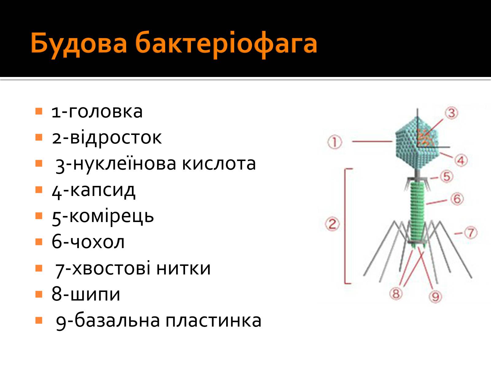 Презентація на тему «Бактеріофаги» (варіант 3) - Слайд #2