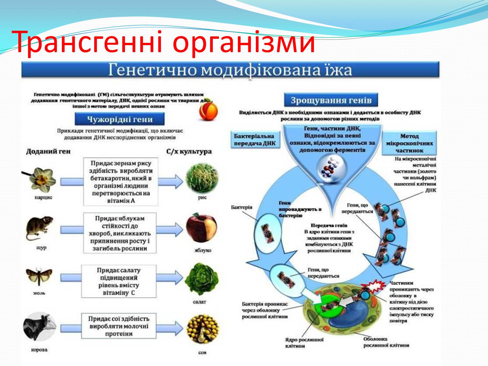 Презентація на тему «Основні напрямки сучасної біотехнології» (варіант 2) - Слайд #10