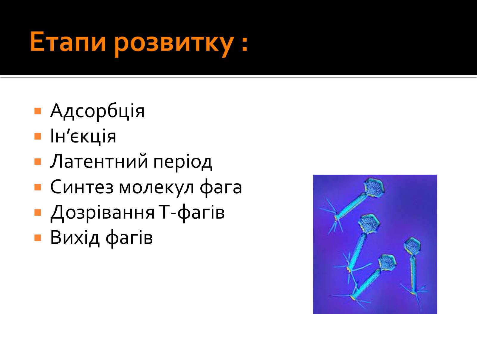 Презентація на тему «Бактеріофаги» (варіант 3) - Слайд #5