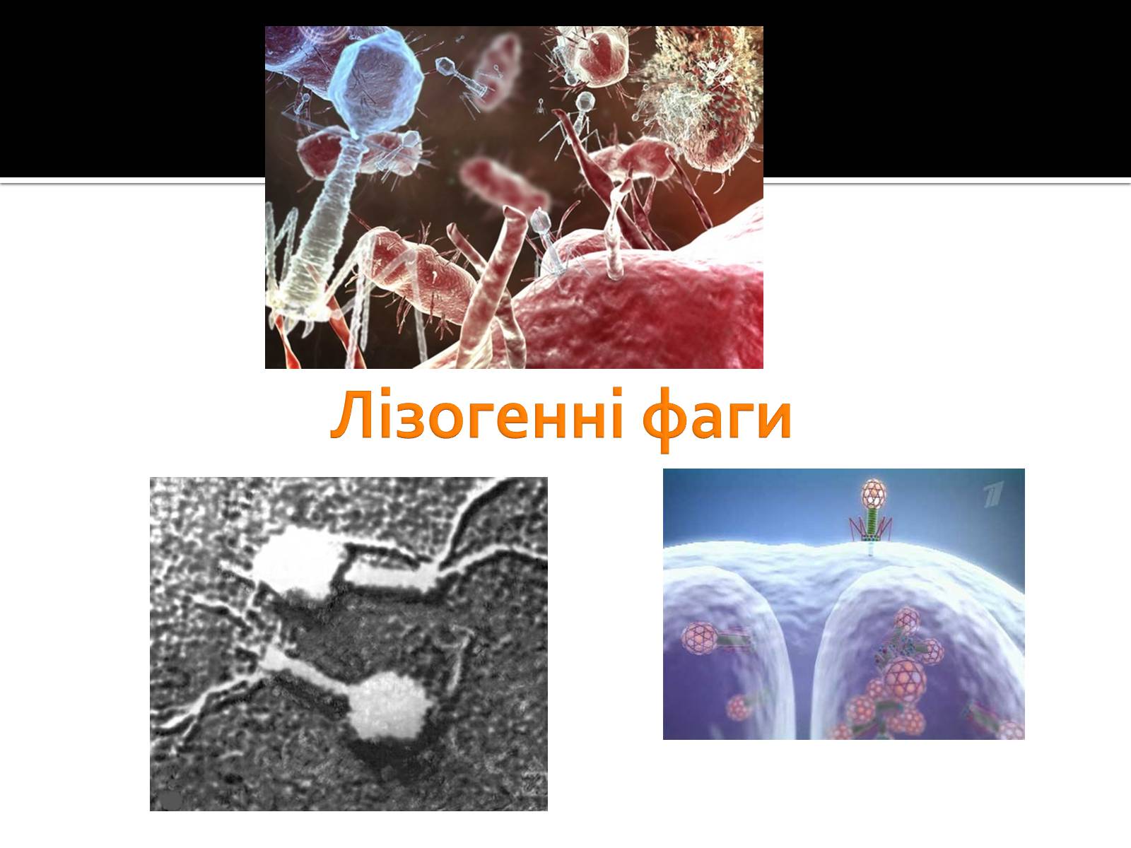Презентація на тему «Бактеріофаги» (варіант 3) - Слайд #6