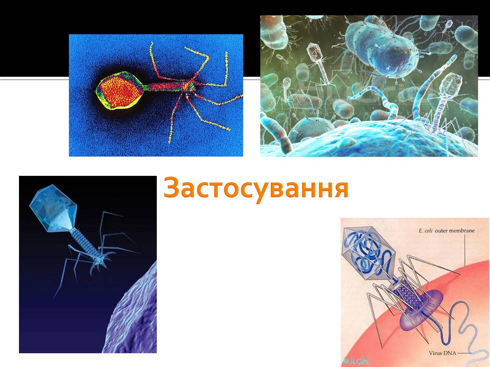 Презентація на тему «Бактеріофаги» (варіант 3) - Слайд #8