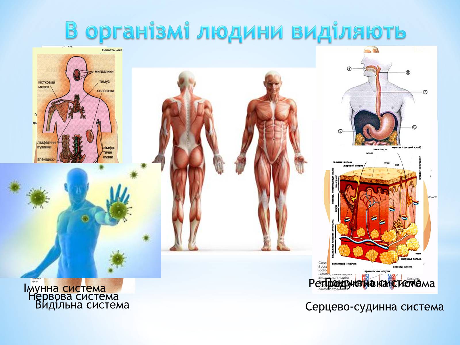 Презентація на тему «Будова організму людини» - Слайд #2