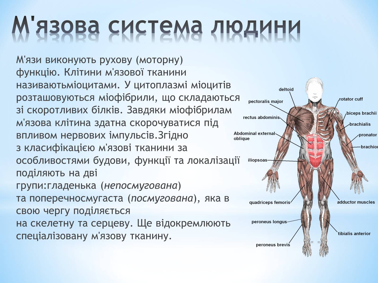 Презентація на тему «Будова організму людини» - Слайд #4