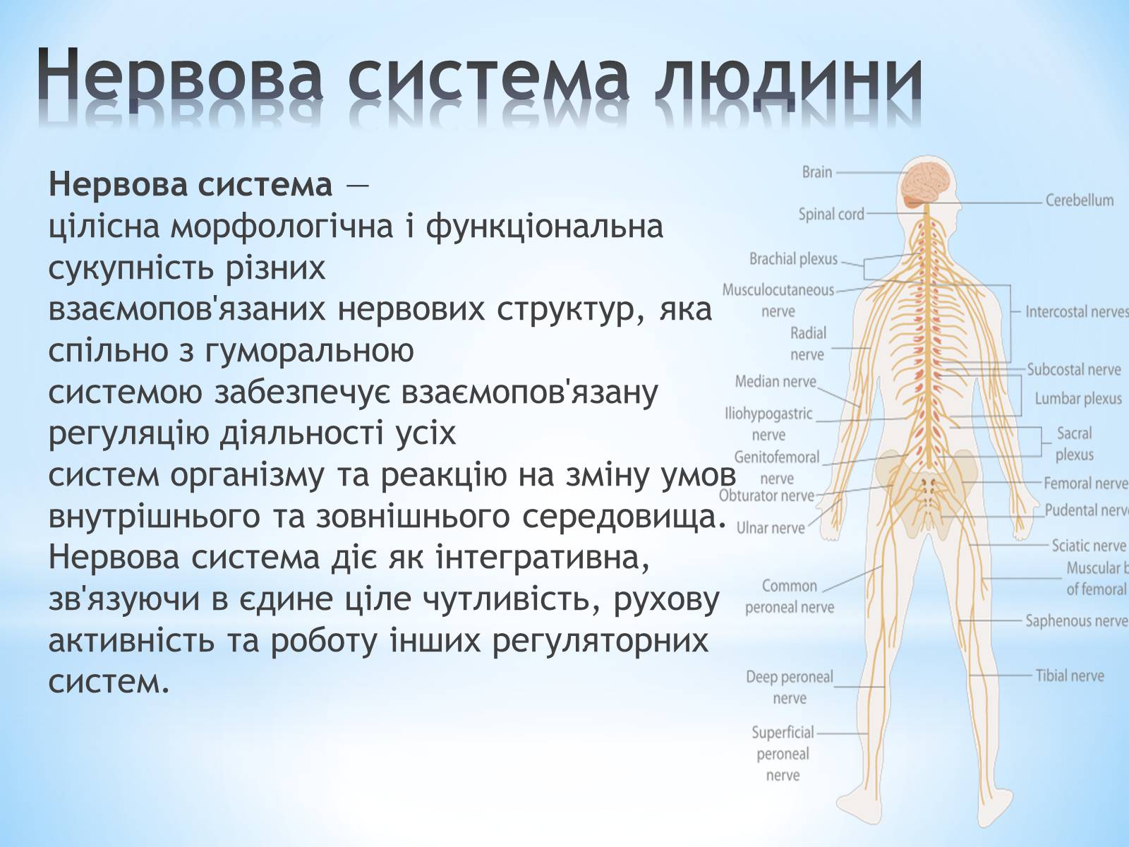 Презентація на тему «Будова організму людини» - Слайд #5