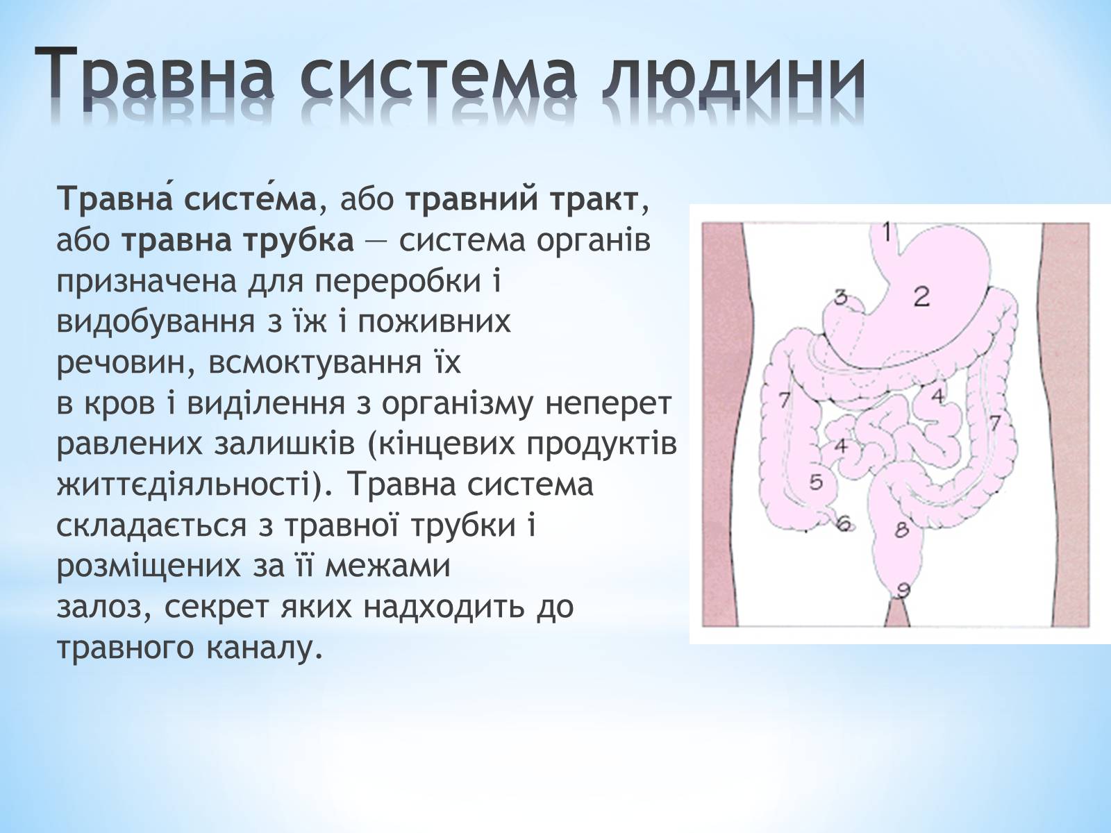 Презентація на тему «Будова організму людини» - Слайд #8
