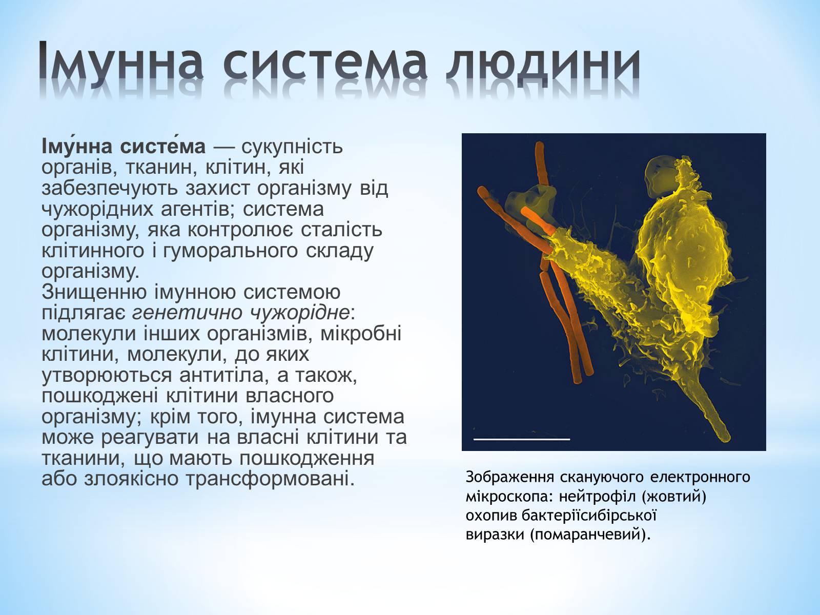 Презентація на тему «Будова організму людини» - Слайд #12