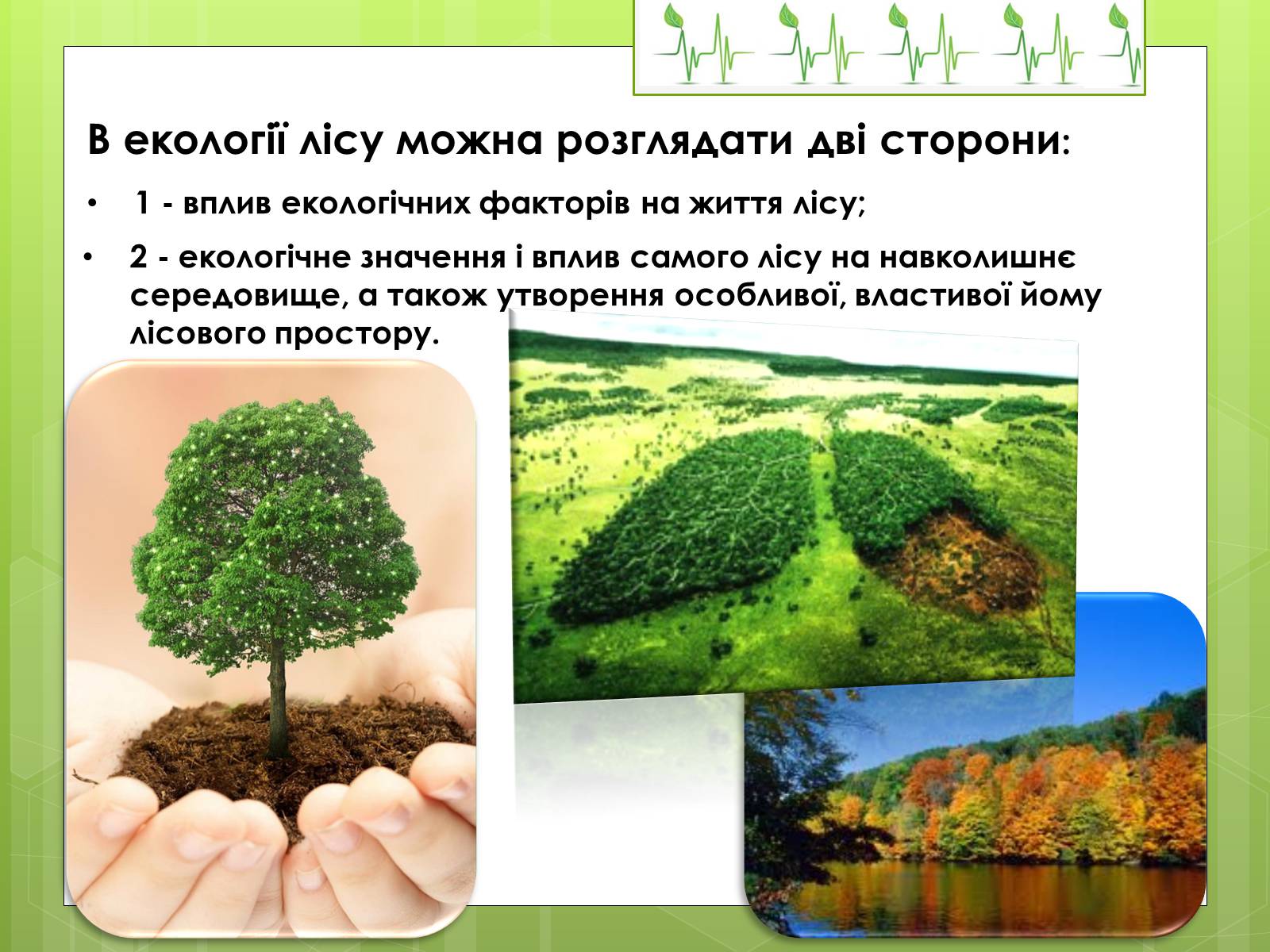 Презентація на тему «Екологія лісу» - Слайд #2