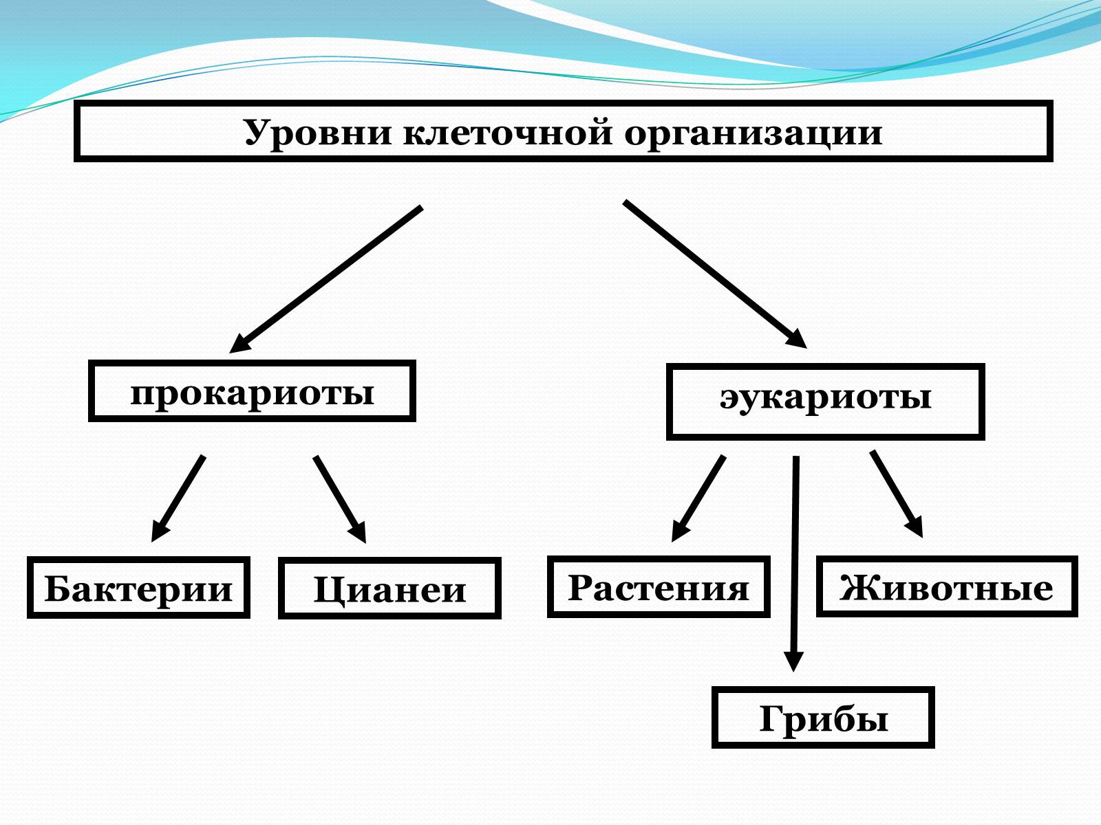 Презентація на тему «Прокариоты» (варіант 1) - Слайд #2