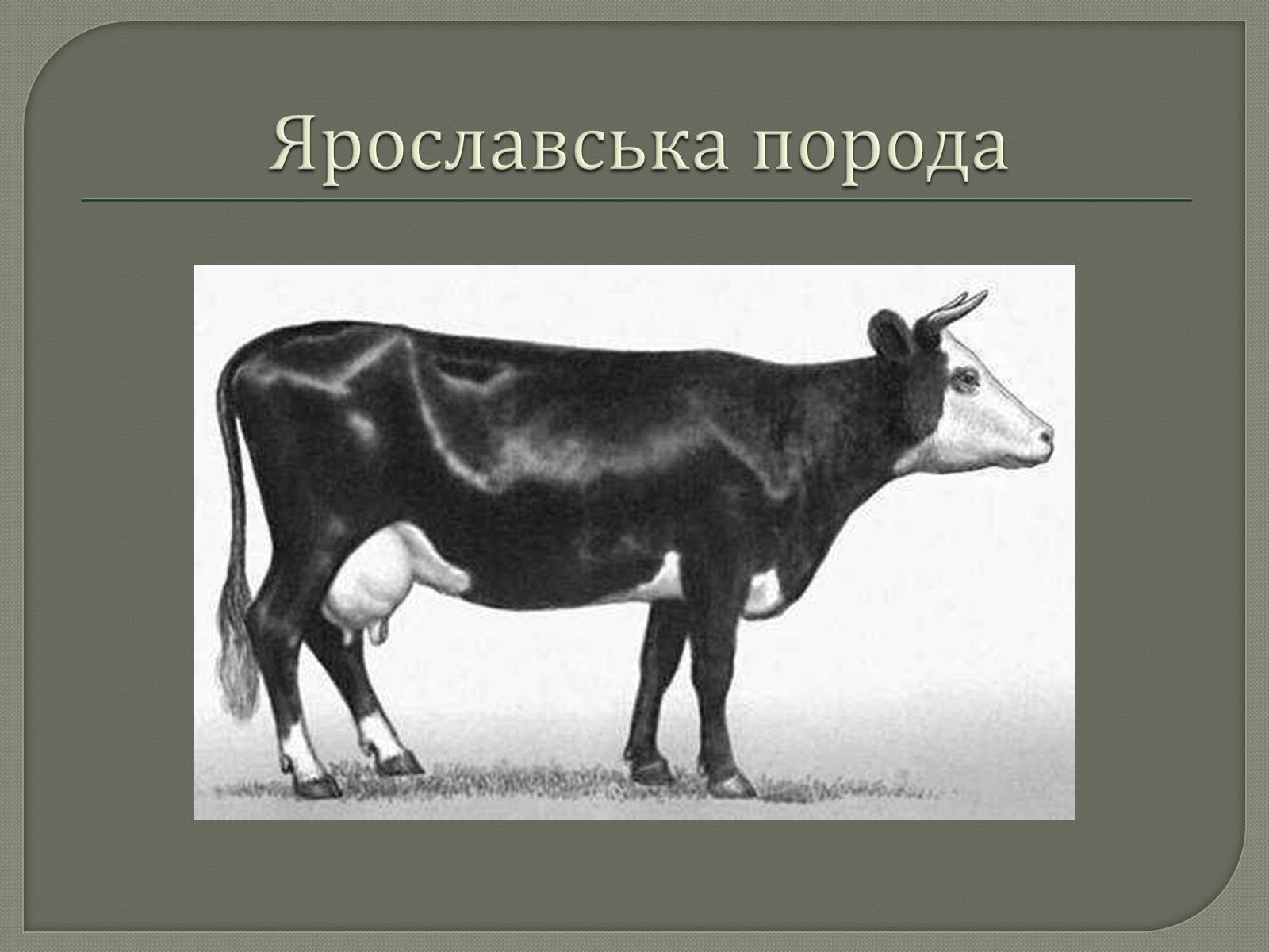 Презентація на тему «Селекція великої рогатої худоби» - Слайд #5