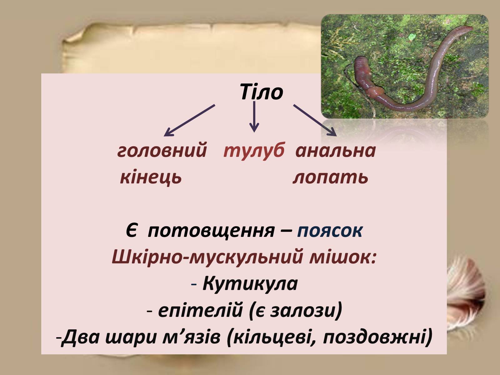 Презентація на тему «Загальна характеристика типу Кільчасті черви» - Слайд #3