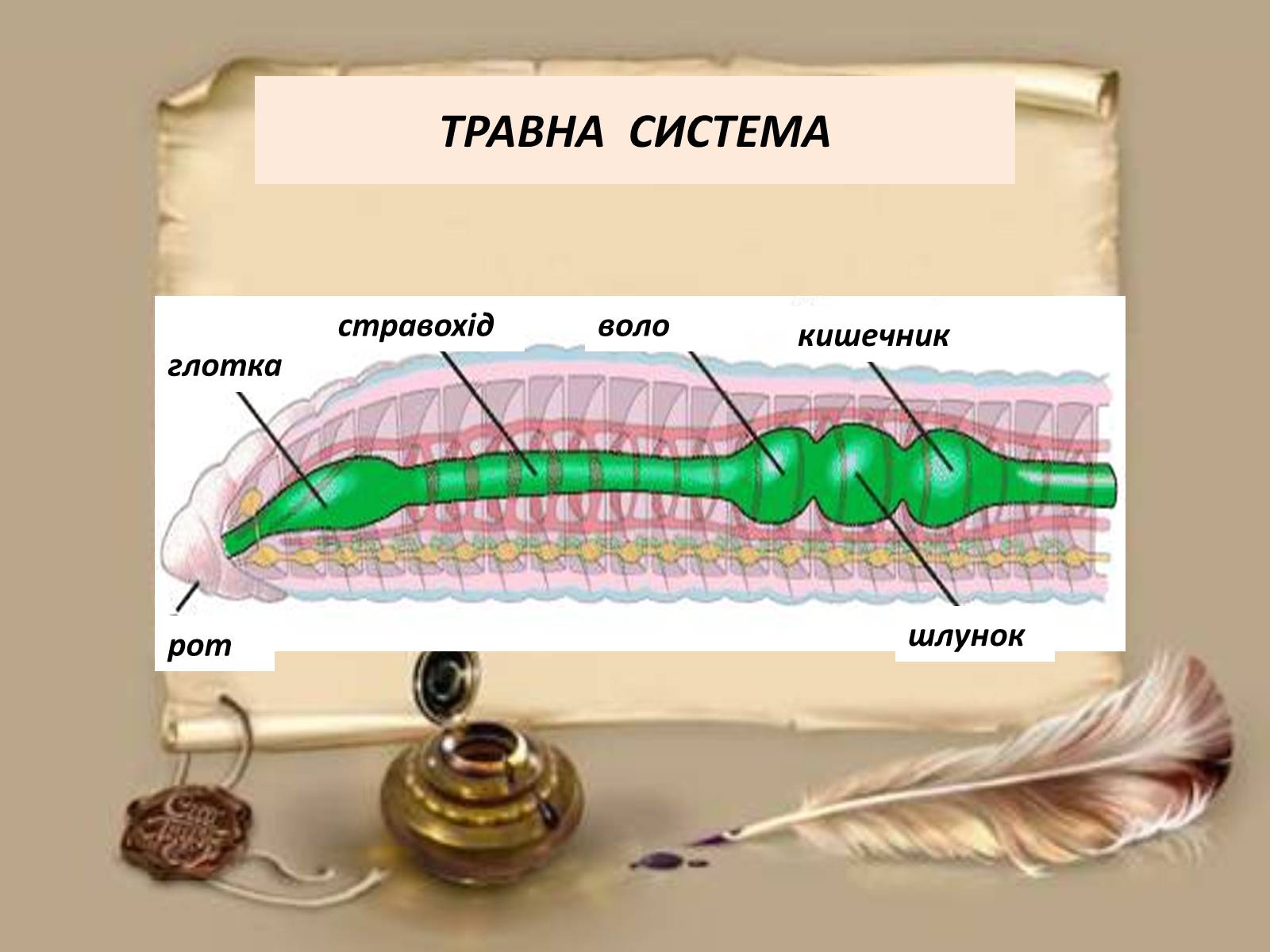 Презентація на тему «Загальна характеристика типу Кільчасті черви» - Слайд #4