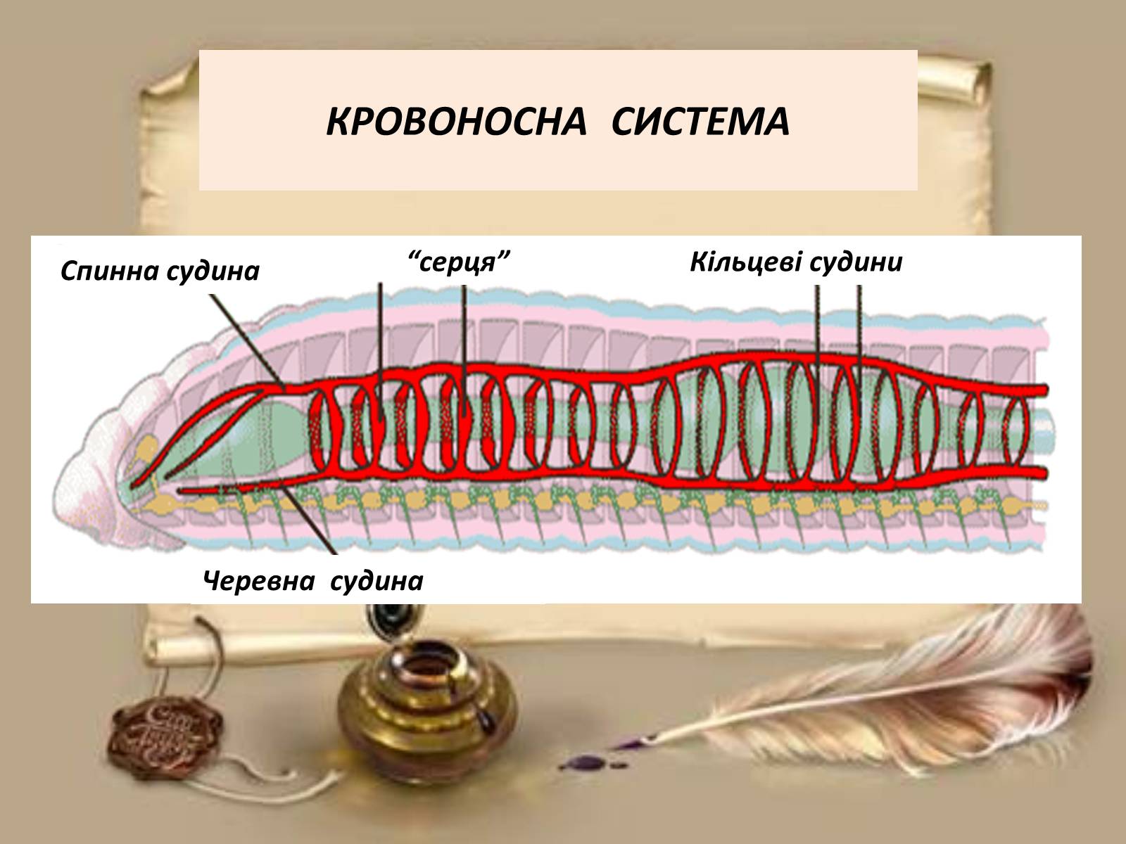 Презентація на тему «Загальна характеристика типу Кільчасті черви» - Слайд #5
