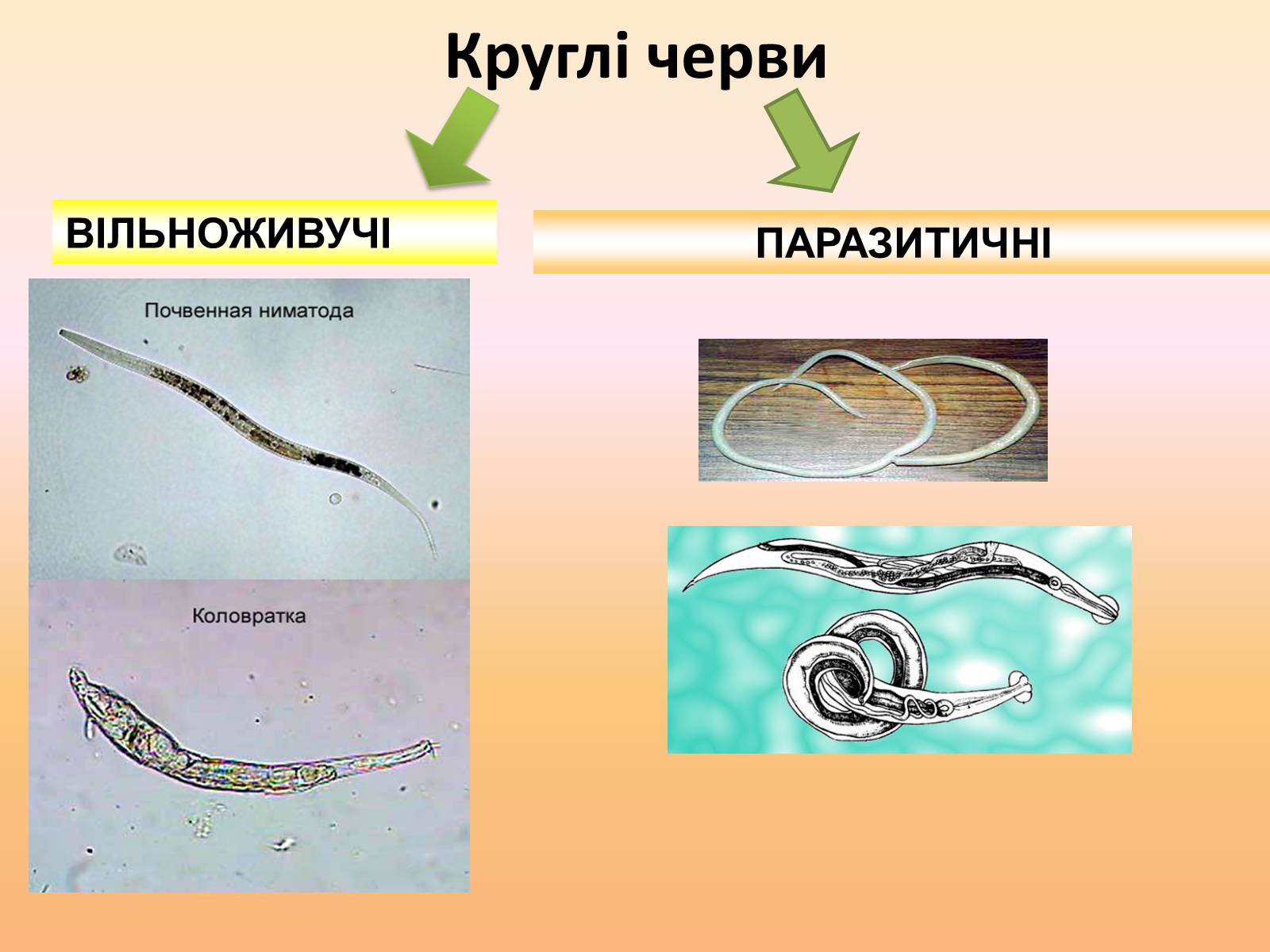 Презентація на тему «Тип Круглі черви» - Слайд #2