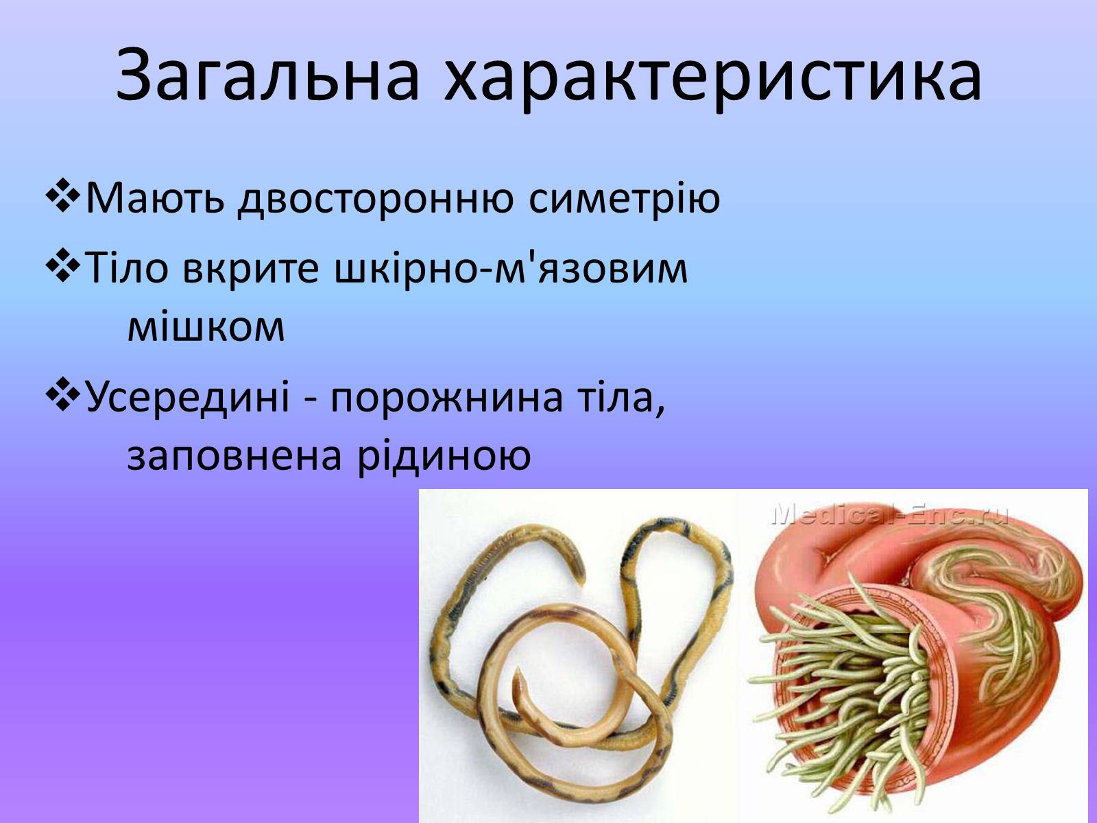 Презентація на тему «Тип Круглі черви» - Слайд #3