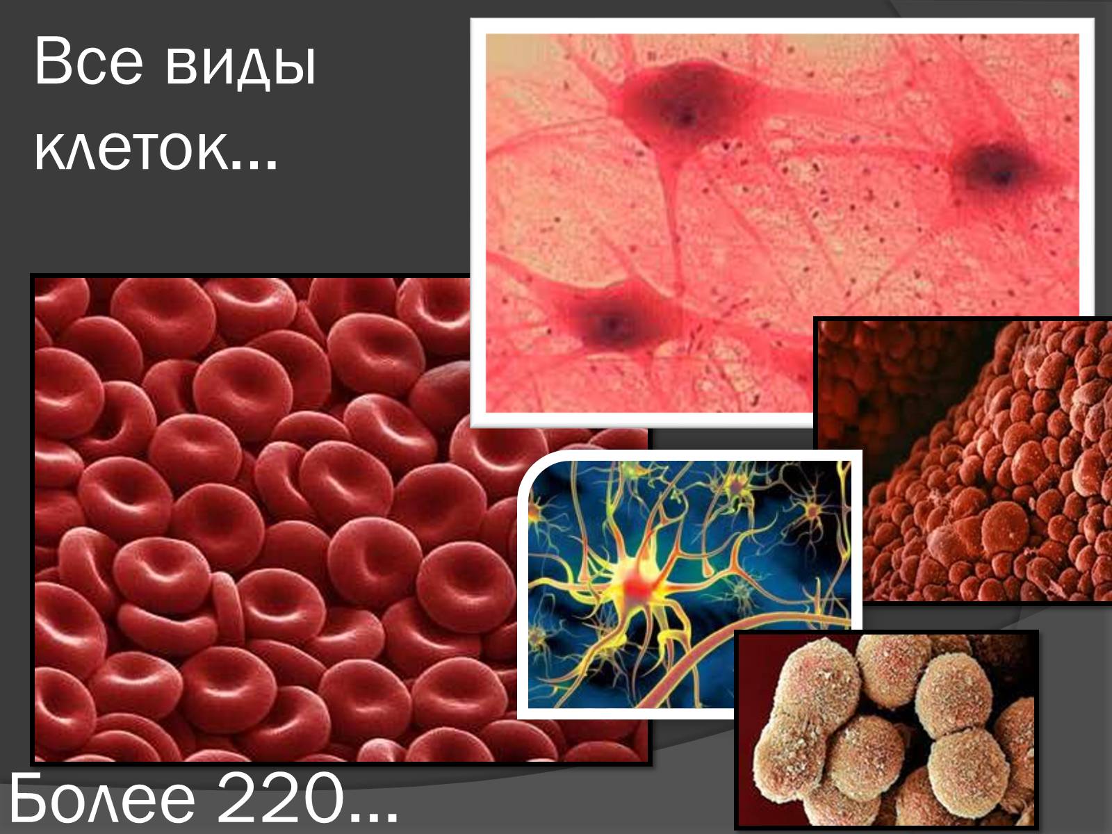 Презентація на тему «Стволовые клетки» - Слайд #4
