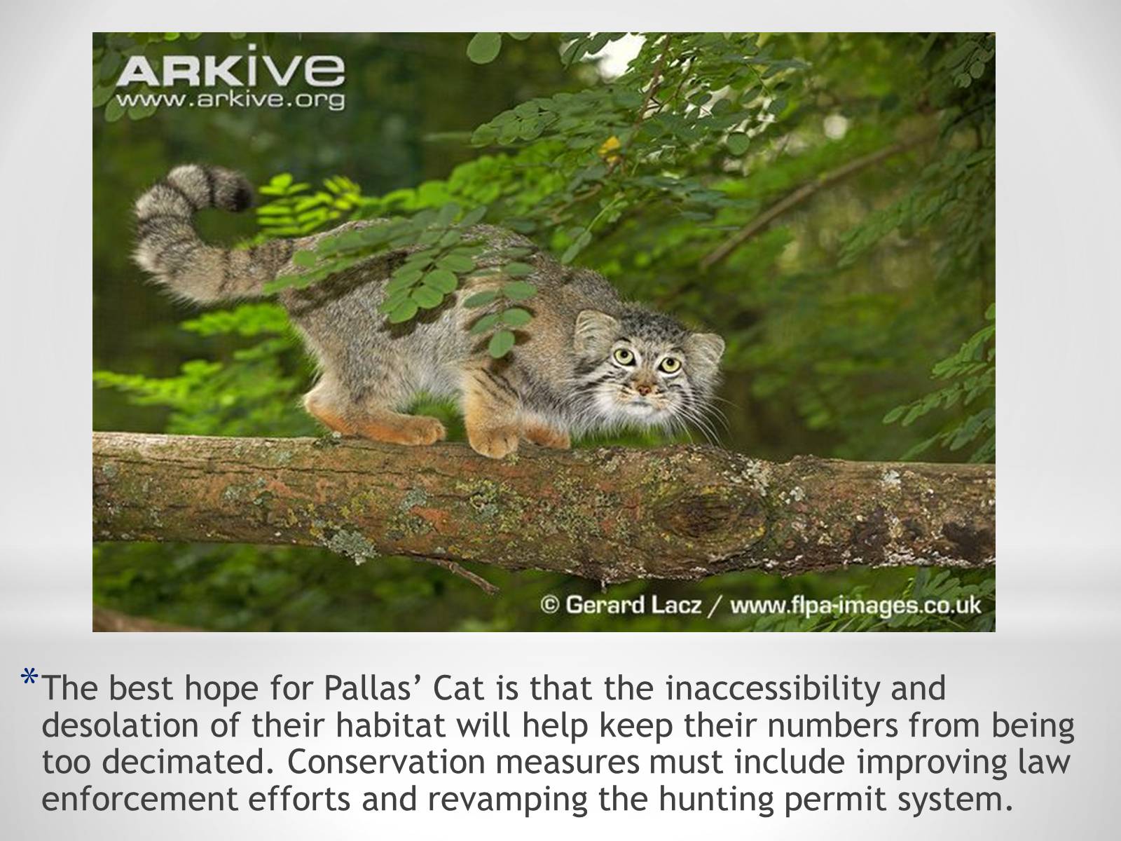 Презентація на тему «Pallas’s Cat» - Слайд #10