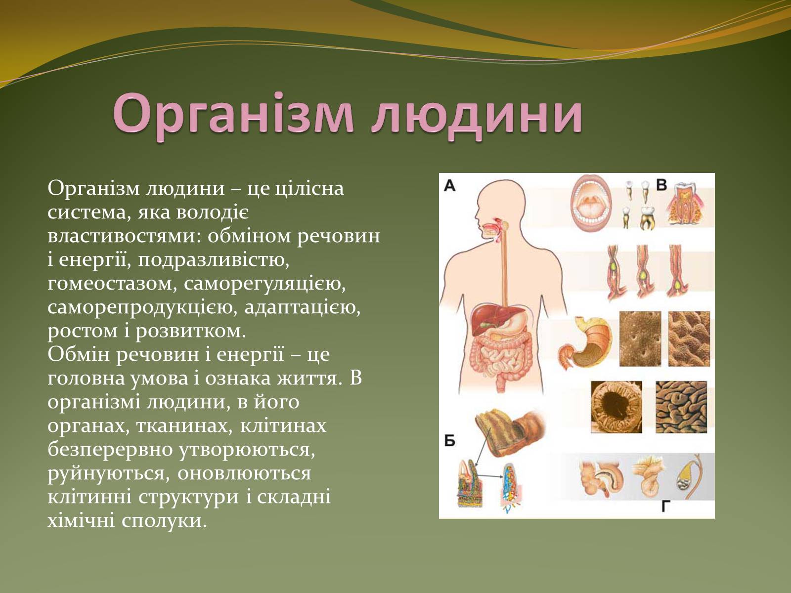 Презентація на тему «Організм людини як біологічна система» - Слайд #2
