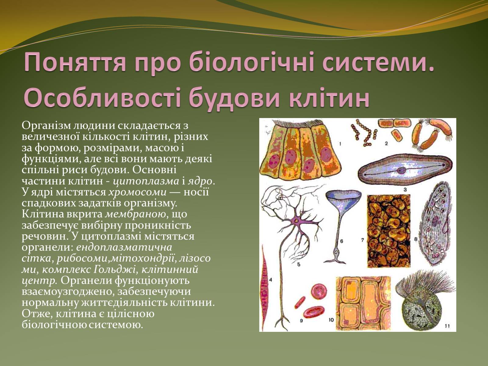 Презентація на тему «Організм людини як біологічна система» - Слайд #5