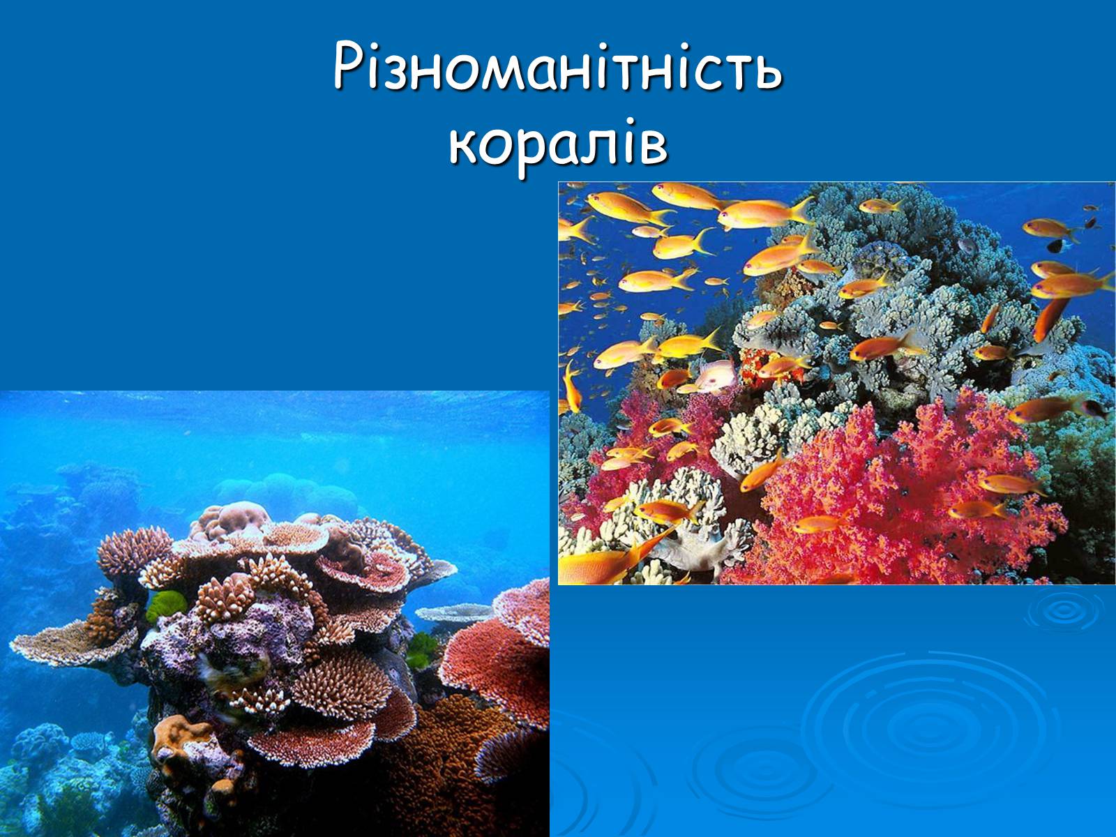 Презентація на тему «Коралові поліпи» - Слайд #9