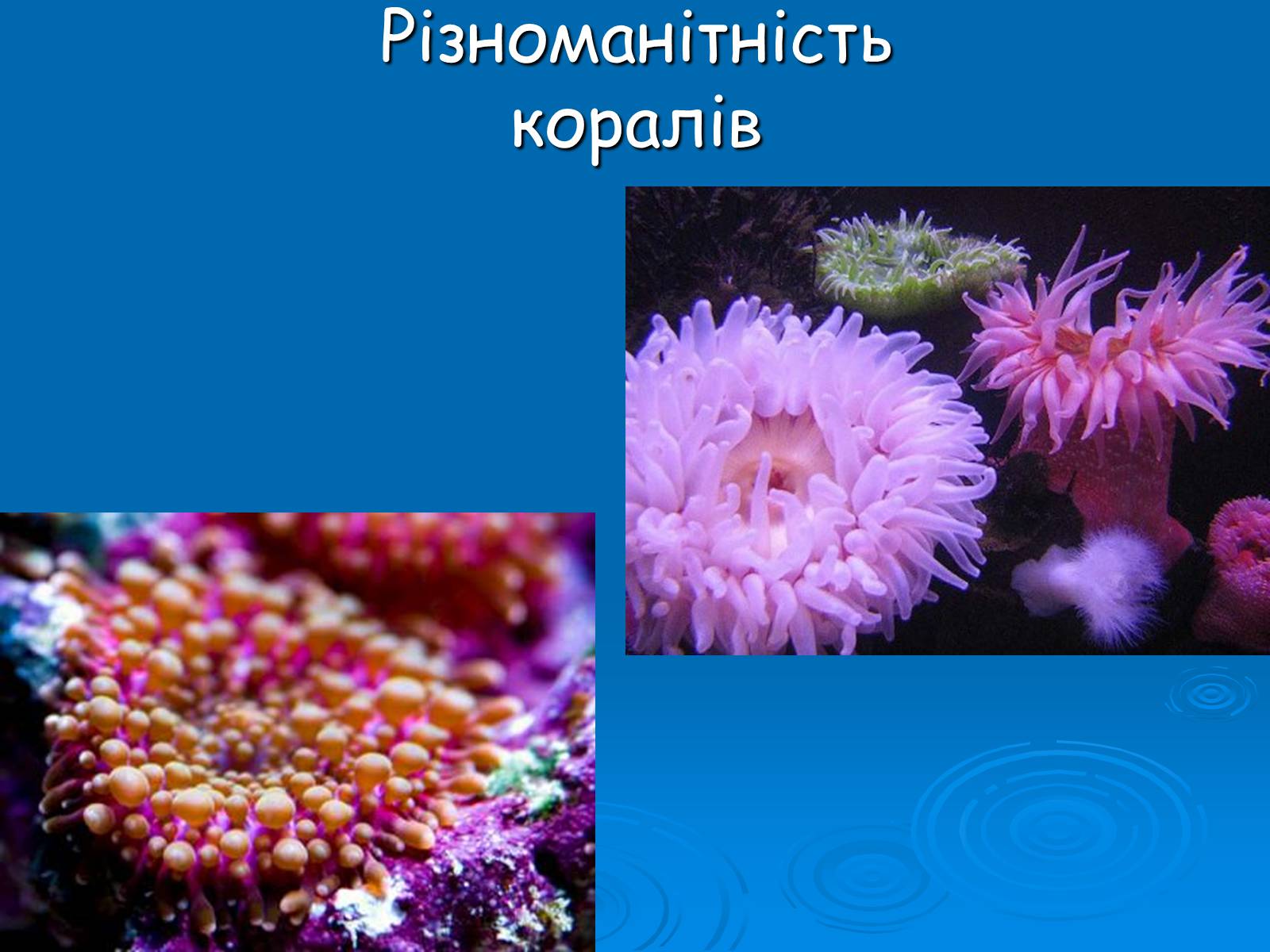 Презентація на тему «Коралові поліпи» - Слайд #10