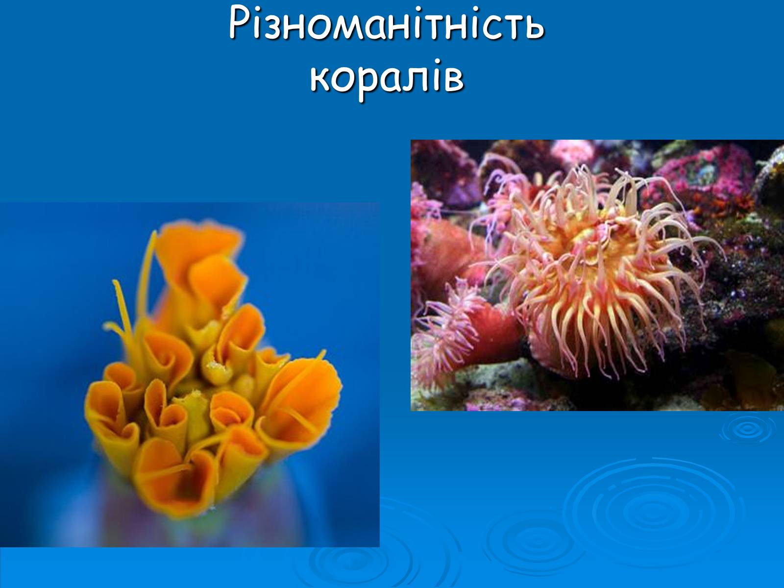 Презентація на тему «Коралові поліпи» - Слайд #11