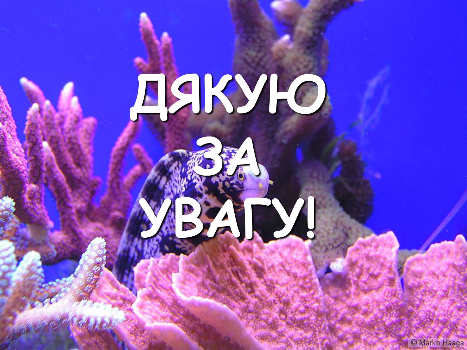 Презентація на тему «Коралові поліпи» - Слайд #12