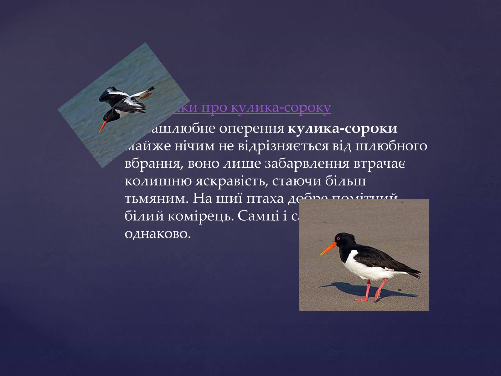 Презентація на тему «Цікаве про птахів» - Слайд #4