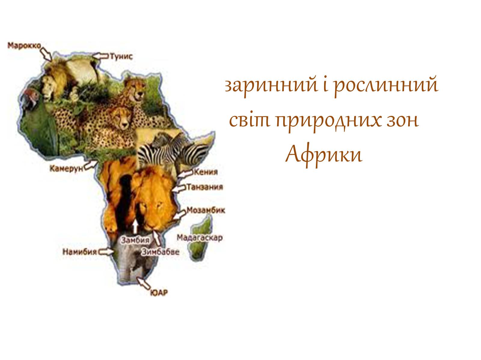 Презентація на тему «Тваринний і рослинний світ природних зон Африки» - Слайд #1