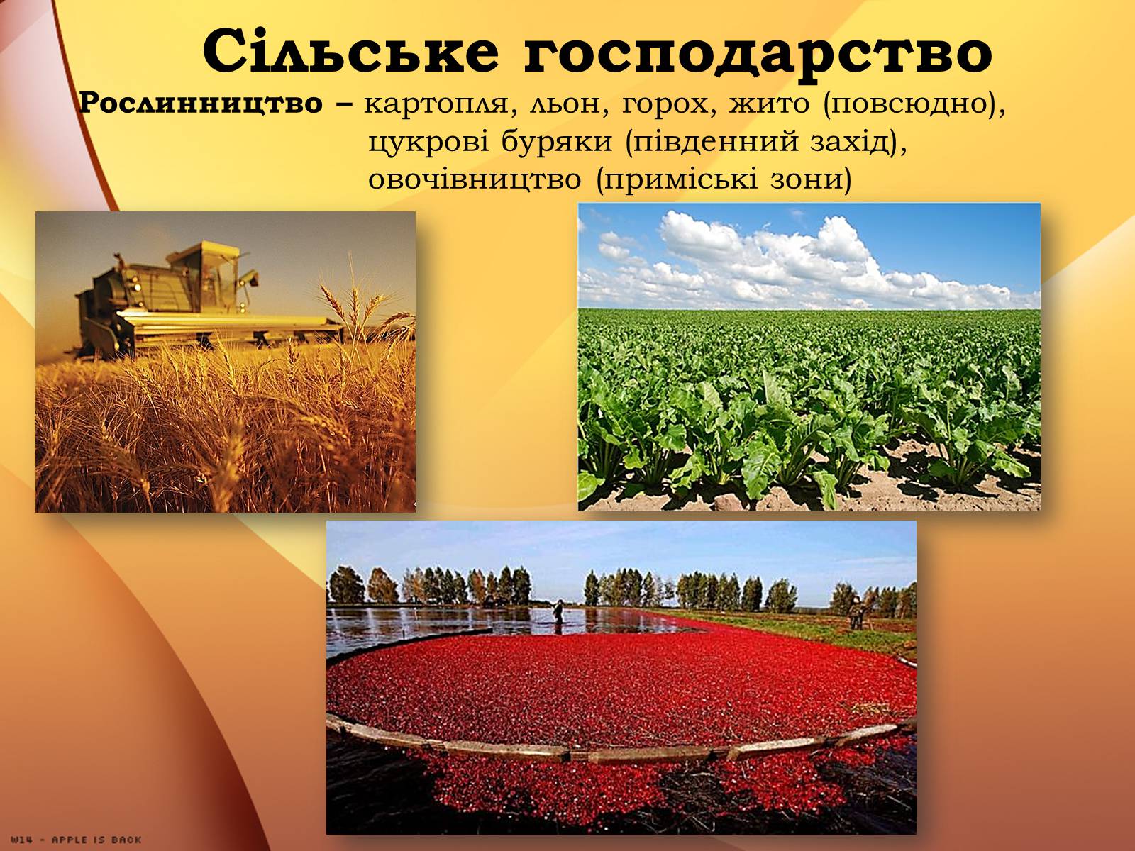 Презентація на тему «Республіка Білорусь» (варіант 1) - Слайд #14