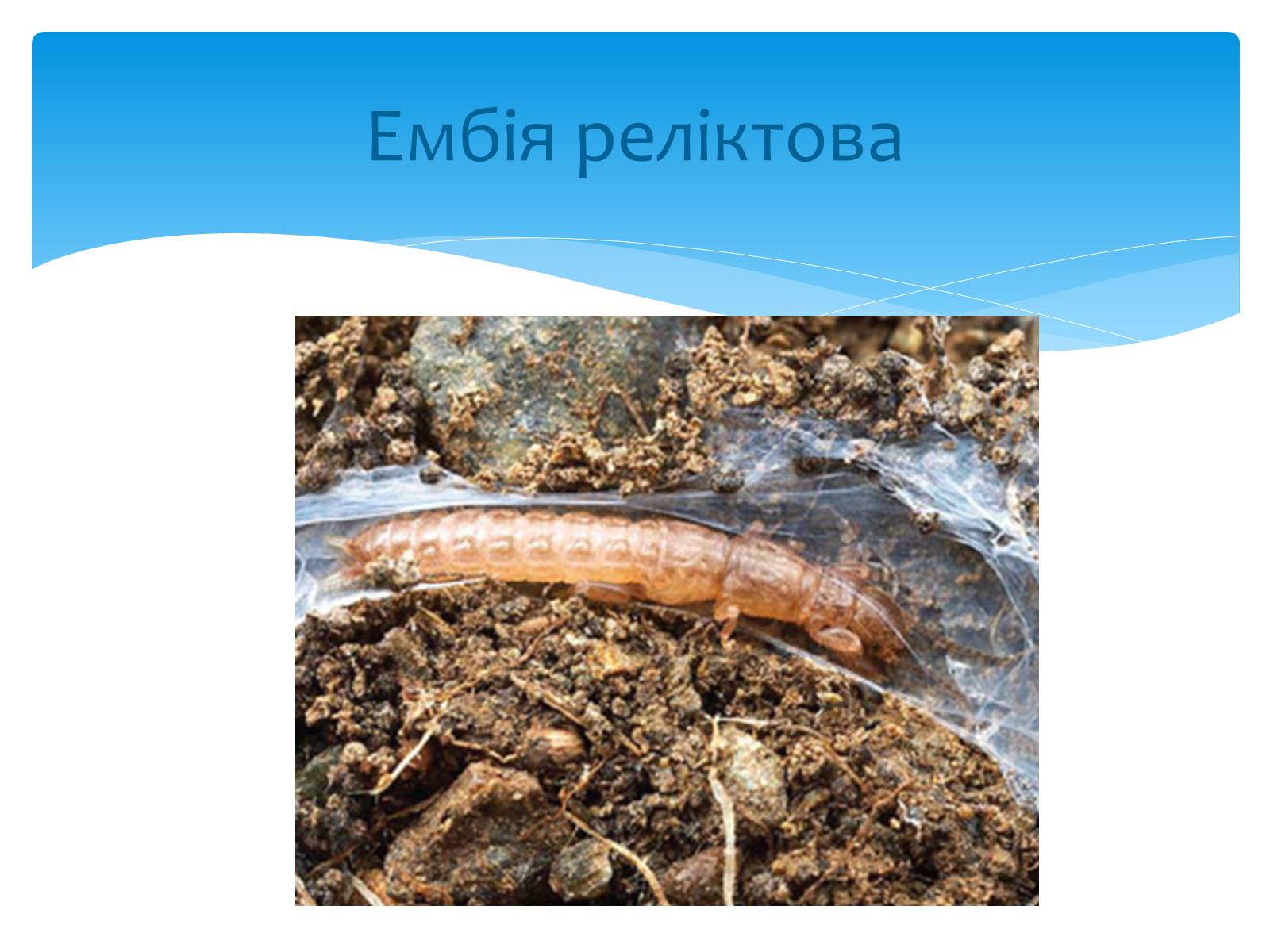 Презентація на тему «Казантипський природний заповідник» - Слайд #18